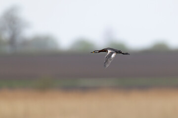 Adult red-necked grebe (podiceps grisegena) in breeding plumage in flight