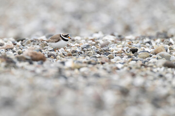 adult common ringed plover (charadrius hiaticula) at the stony beach