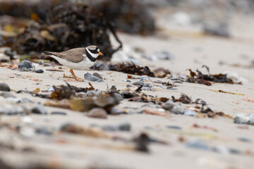 adult common ringed plover (charadrius hiaticula) at a sandy beach between seaweed