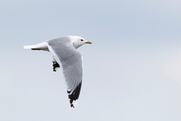 Adult common gull (larus canus) in flight