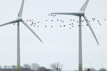 A flock of of barnacle goose (branta leucopsis) in flight in front of two wind energy turbines