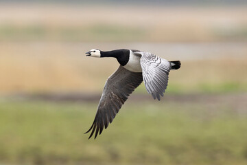 Single barnacle goose (branta leucopsis) in flight