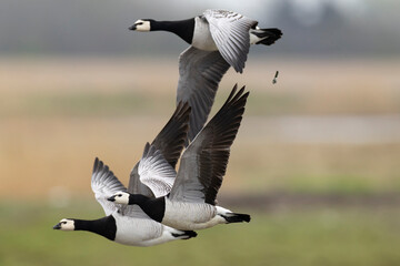 Three barnacle goose (branta leucopsis) in flight