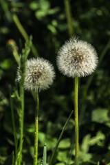 dandelion on green background