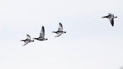 A group of barnacle goose (branta leucopsis) in flight