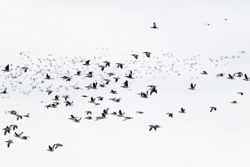 A flock of of barnacle goose (branta leucopsis) in flight