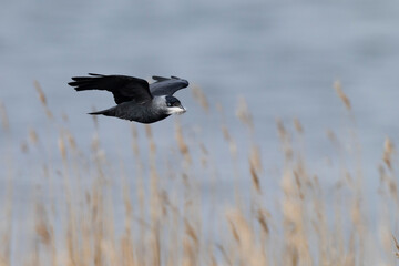 adult western jackdaw (coloeus monedula) in flight carrying some soft nesting material like seeds from reed mace or sheep's wool