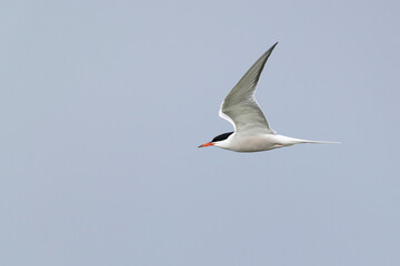 Adult common tern (sterna hirundo) in flight