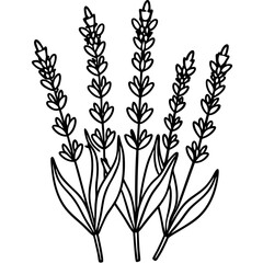 Elegant Lavender Flower Illustration on a Clean White Background Perfect for Springtime Designs and Botanical Themes