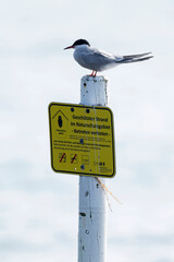 An adult common tern (sterna hirundo) perching on a sign indicating a protected beach area for bird...