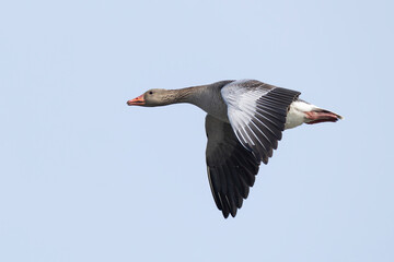 Adult greylag goose (anser anser) in flight