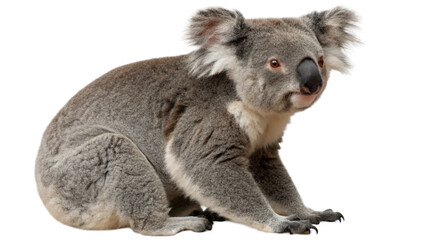 Fototapeta premium Koala, isolated transparent background 