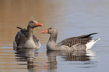 a pair of greylag goose (anser anser) swimming together