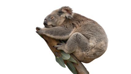  Koala, isolated transparent background

