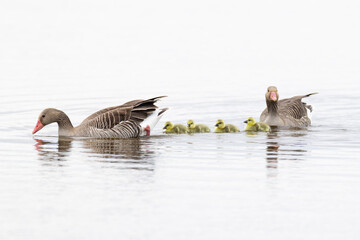 a pair of greylag goose (anser anser) with four fluffy ducklings