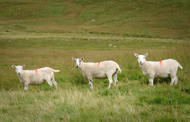 white sheep in a field
