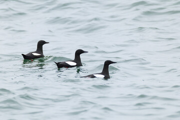 Three adult swimming black guillemot or tystie (cepphus grylle) in full breeding plumage