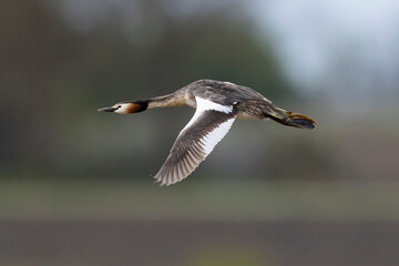 Adult great crested grebe (podiceps cristatus) in breeding plumage in flight