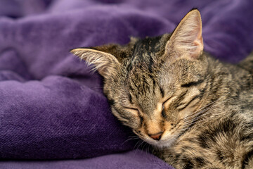 Relaxed Tabby Cat Sleeping on a Soft Purple Blanket. Cozy and Adorable Pet Resting in a Comfortable...