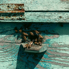 The beehive. Bees fly inside the hive