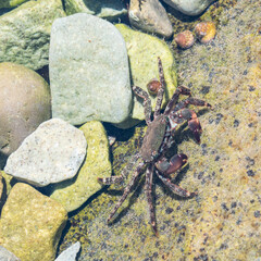 crab in the water on a stone
