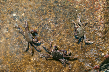Three crabs in the water on a stone 