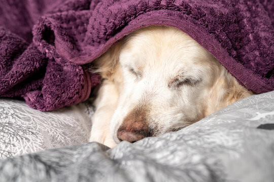 Cute Senior Golden Retriever Sleeping, Relaxing, Looking Under Blanket, Cozy Winter Dog Nap,  Peaceful Pet Resting on Bed, Warm and Fluffy Canine Comfort, Adorable Dog Wrapped in Soft Purple Blanket