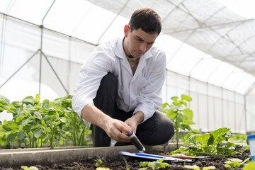 Vegetable growing in organic farm. Male scientist working in organic vegetables farm. Agricultural...