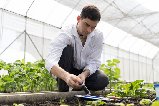 Vegetable growing in organic farm. Male scientist working in organic vegetables farm. Agricultural researcher studies research in greenhouse farm. Botanist research soil at vegetable farm