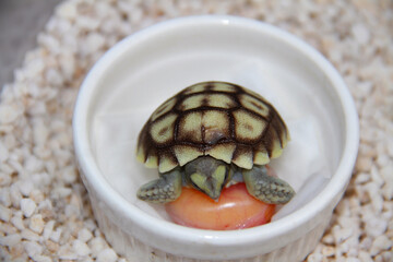 Turtles are hatching from their eggs.