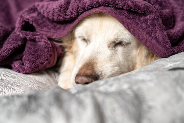 Cute Senior Golden Retriever Sleeping, Relaxing, Looking Under Blanket, Cozy Winter Dog Nap, ...