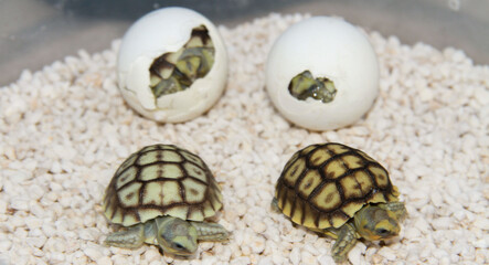 Turtles are hatching from their eggs.