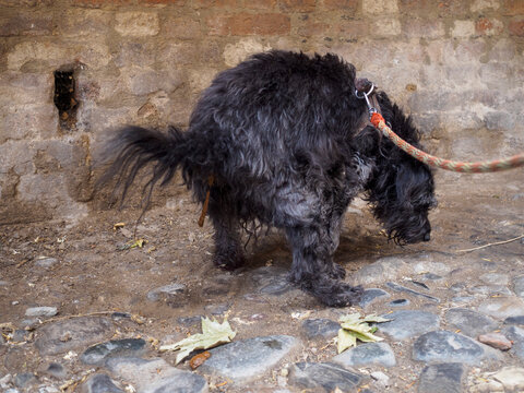 a black poodle defecating outdoors on a stone surface with a textured wall in the background and with its tail partially obscuring the view