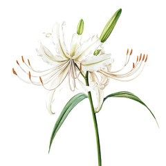 A Spider Lily Stem, watercolor painting vector, high quality, isolated on a white background.