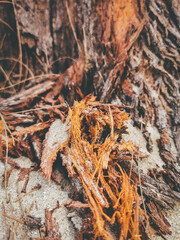 orange branch sandy beach