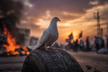 A white pigeon rests on a worn tire as flames and smoke rise behind it in an industrial area during sunset, creating a striking contrast © Easy