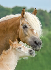 Haflinger horses, mare with foal, heads side by side, cuddling and touching noses, the cute baby horse gives its mother a kiss 