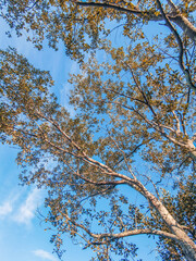 tree in the sky