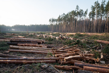 Timber piles and remaining tree line in vast logged forest. Expansive view of a recently deforested area with scattered logs and debris. A dense forest line stands on the horizon under a clear sky
