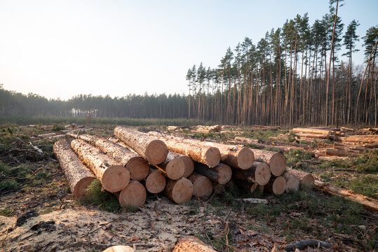 Large timber stack: Logs in recently cut forest area. A substantial pile of freshly cut tree trunks dominates the foreground of a wide deforested landscape, with a forest line in the distance