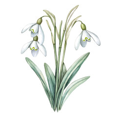 watercolor vector of A Snowdrop Stem Bouquet, high quality, isolated on a white background.