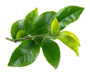 Fresh green tea leaves nature vibrant environment botanical concept