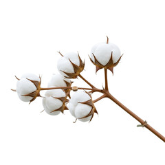 Cotton Plant Branch: A close-up image showcases a cotton plant branch in all its delicate glory. Each fluffy boll of white cotton is captured in sharp detail.