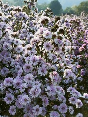 Obraz premium purple flowers in the garden