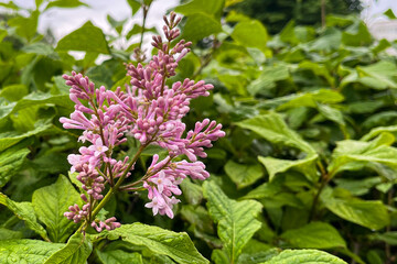 Brightly colored flowers and lilac leaves in rare raindrops.