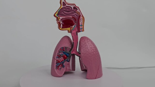 Educational display of human respiratory system model with detailed anatomy at a science exhibition