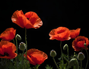 Naklejka premium Red poppies on black background with copy text space