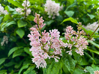 Brightly colored flowers and lilac leaves in rare raindrops.