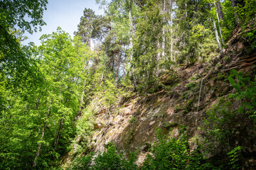 Steep Forest Cliff with Lush Greenery and Tall Trees in a Natural Wilderness Landscape