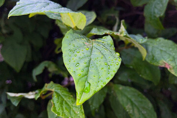 Brightly colored flowers and lilac leaves in rare raindrops.